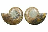 Cut & Polished Crystal-Filled Ammonite Fossil - Madagascar #354168-1